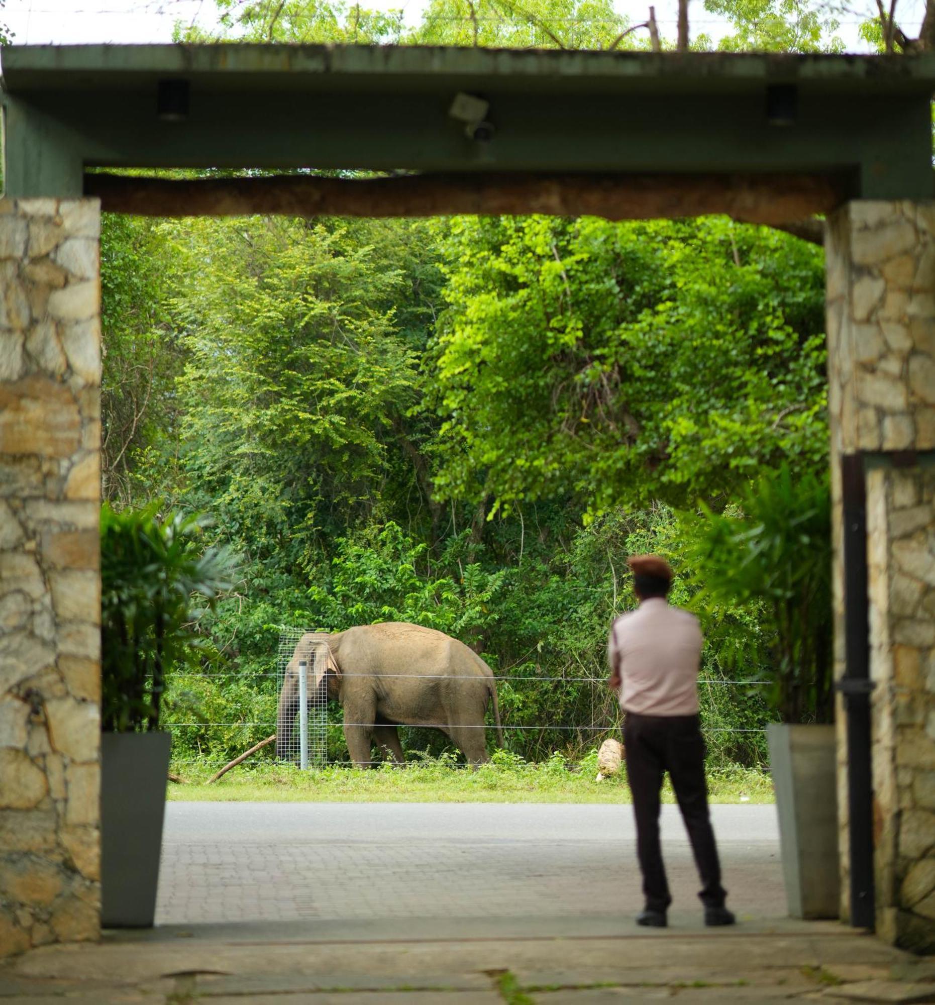 Elephant Trail Udawalawe Eksteriør bilde