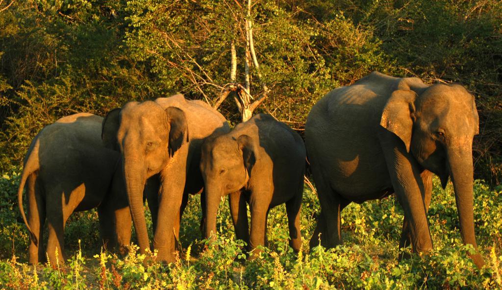 Elephant Trail Udawalawe Rom bilde